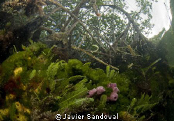 Cancun mangrove with sponges and algee by Javier Sandoval 
